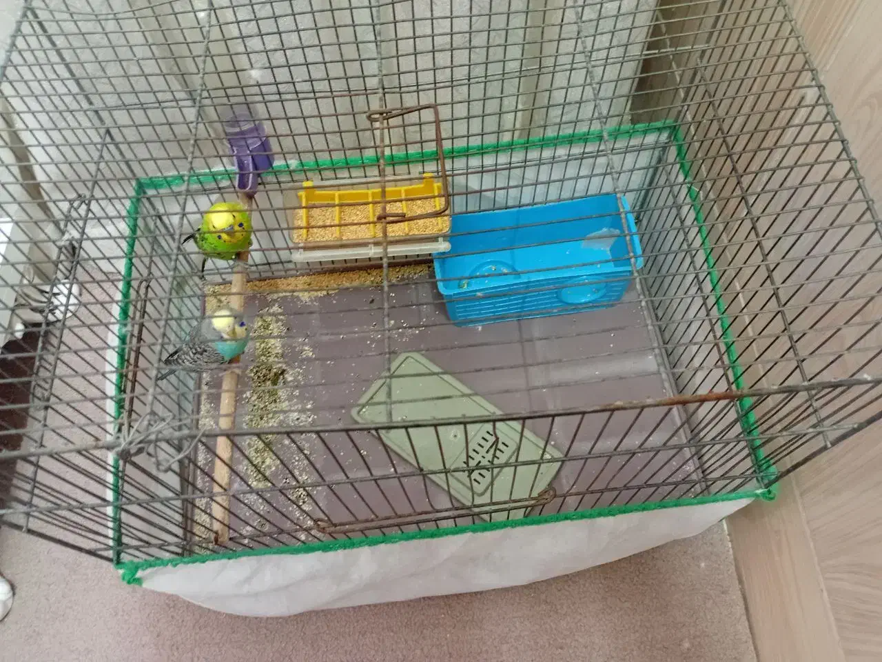 مرغ عشق|پرنده|قم, امامزاده ابراهیم|دیوار