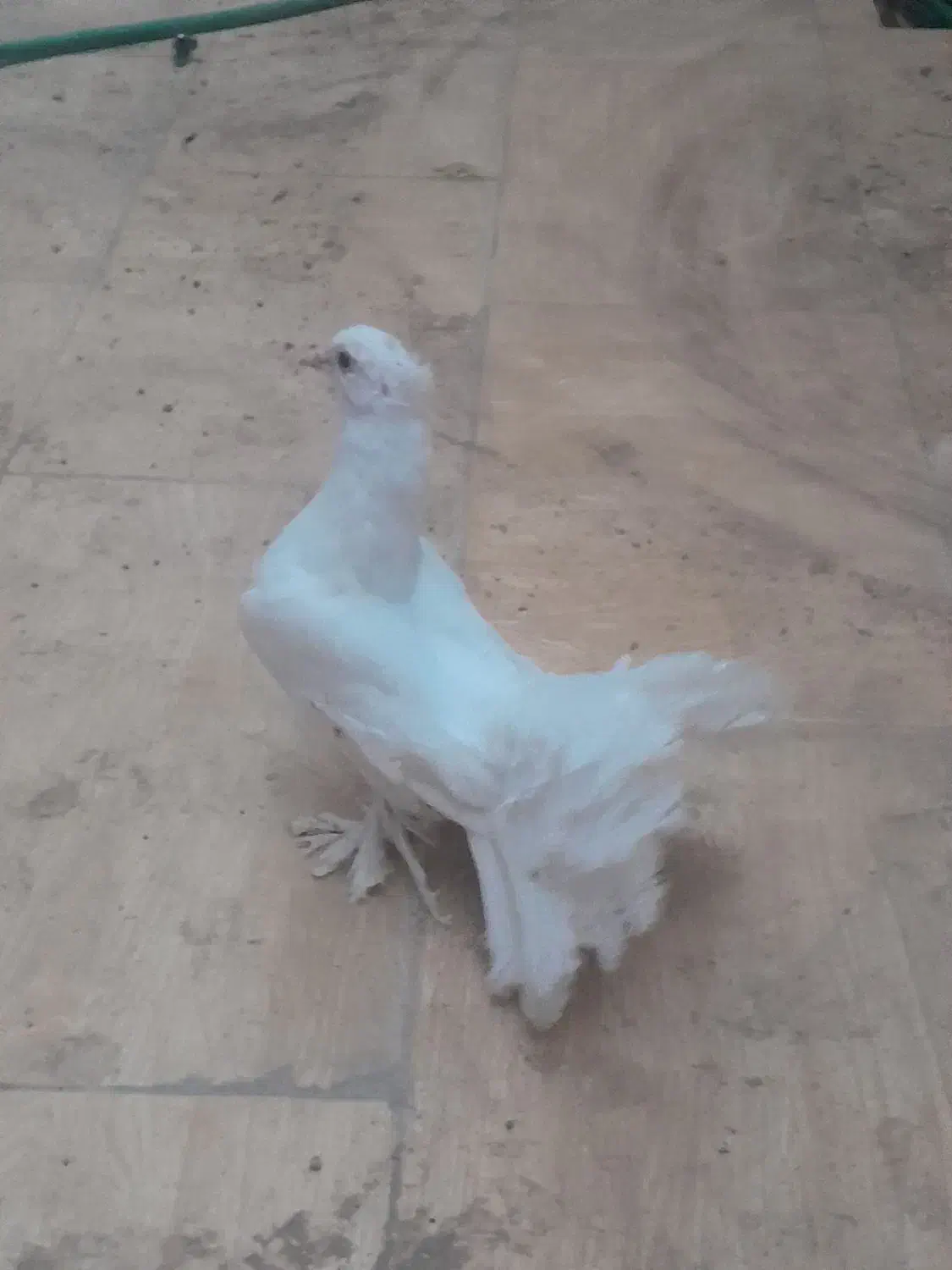 کبوتر ماده وکبوتر نر دم چطری واصفهانی وزردکله ماسی|پرنده|یزد, |دیوار