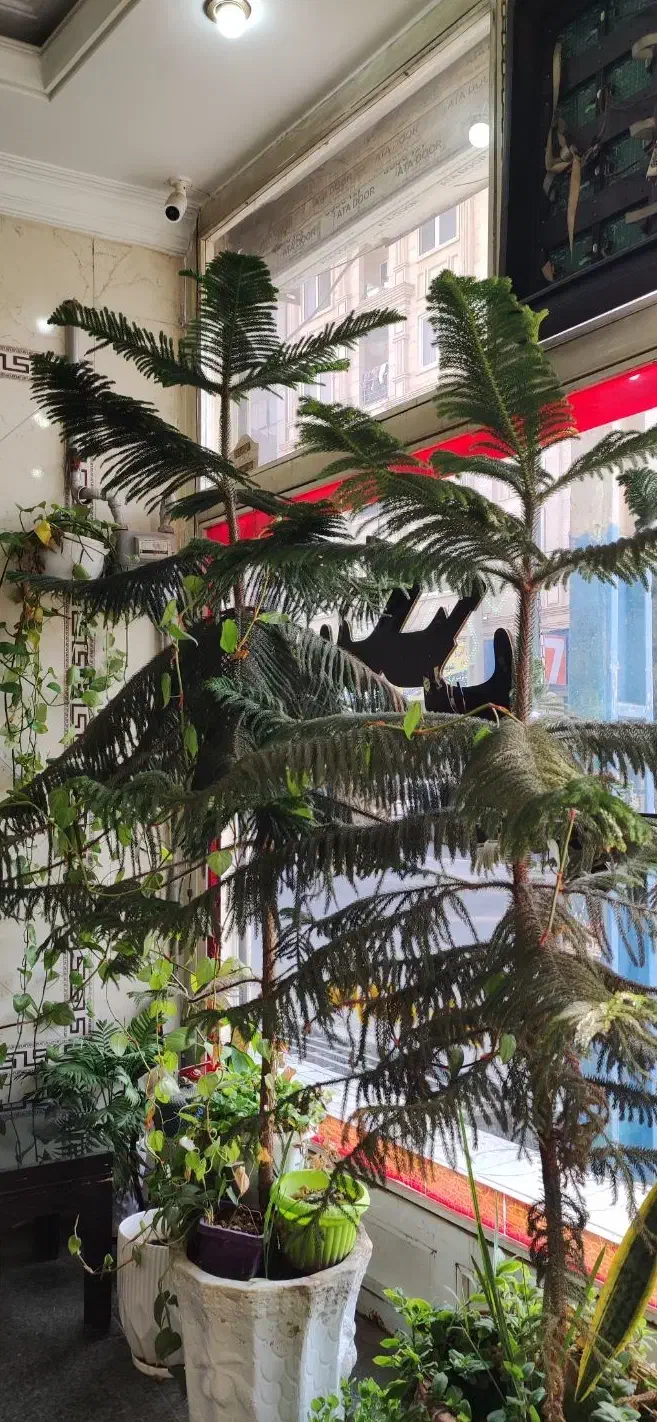 گل کاج مطبق|گل و گیاه طبیعی|پاکدشت, پاکدشت (مامازند)|دیوار