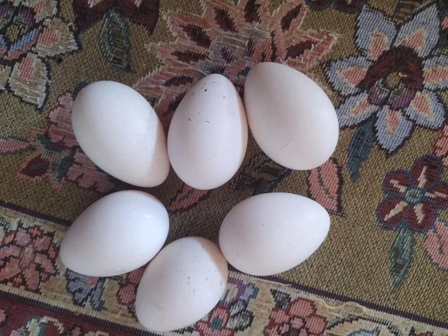 تخم بوقلمون|حیوانات مزرعه|اندیمشک, |دیوار