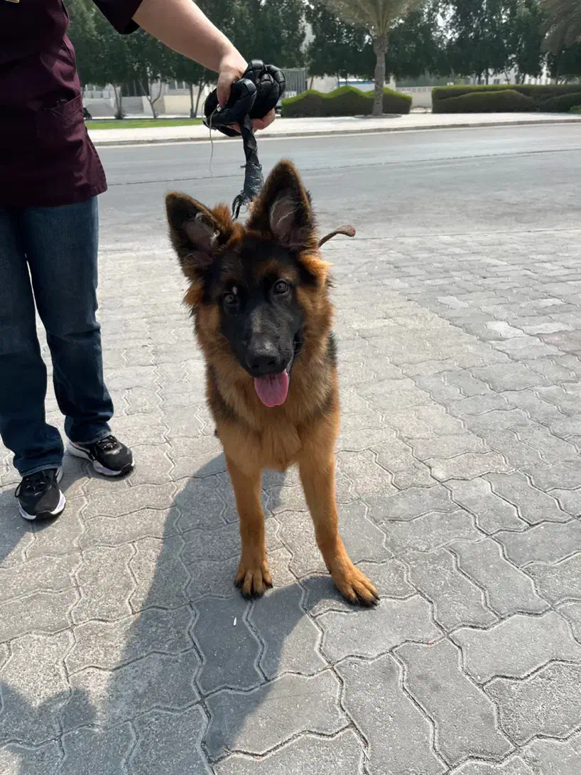 واگذاری سگ ژرمن اصیل|سگ|کیش, |دیوار