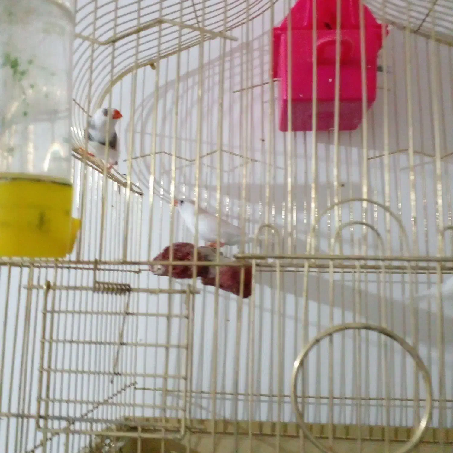 فنچ مولد|پرنده|هشتگرد, فاز ۱ مهستان|دیوار