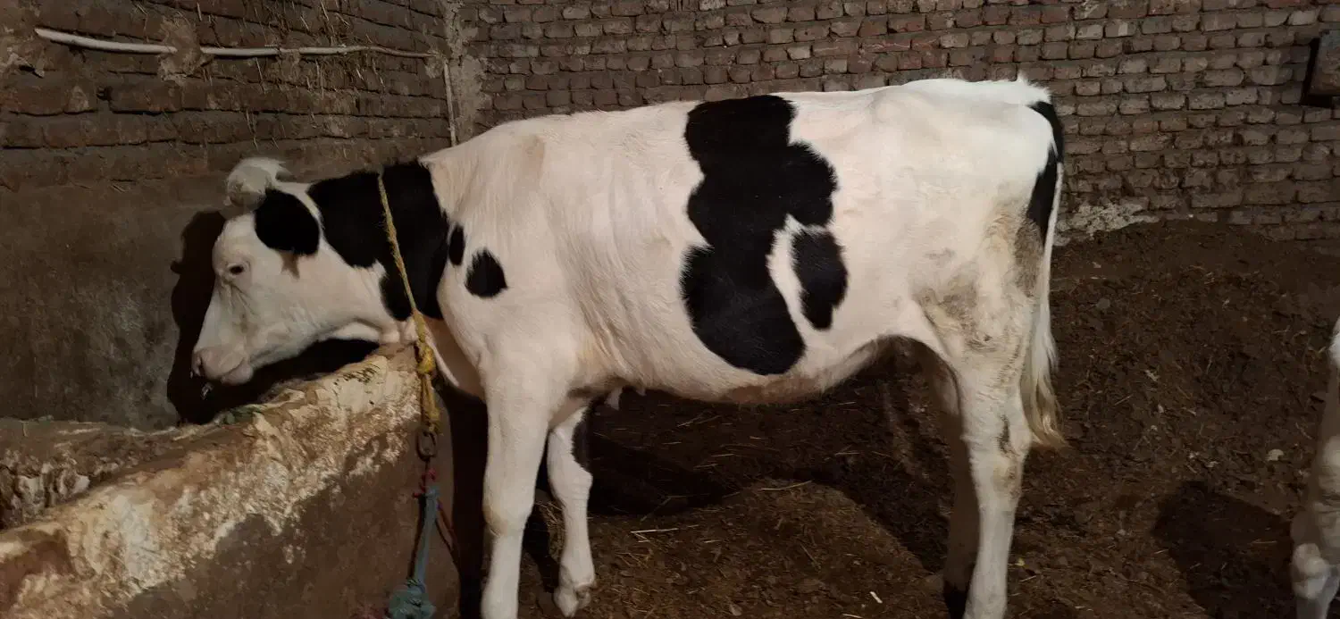 گوساله ماده|حیوانات مزرعه|ثمرین, |دیوار