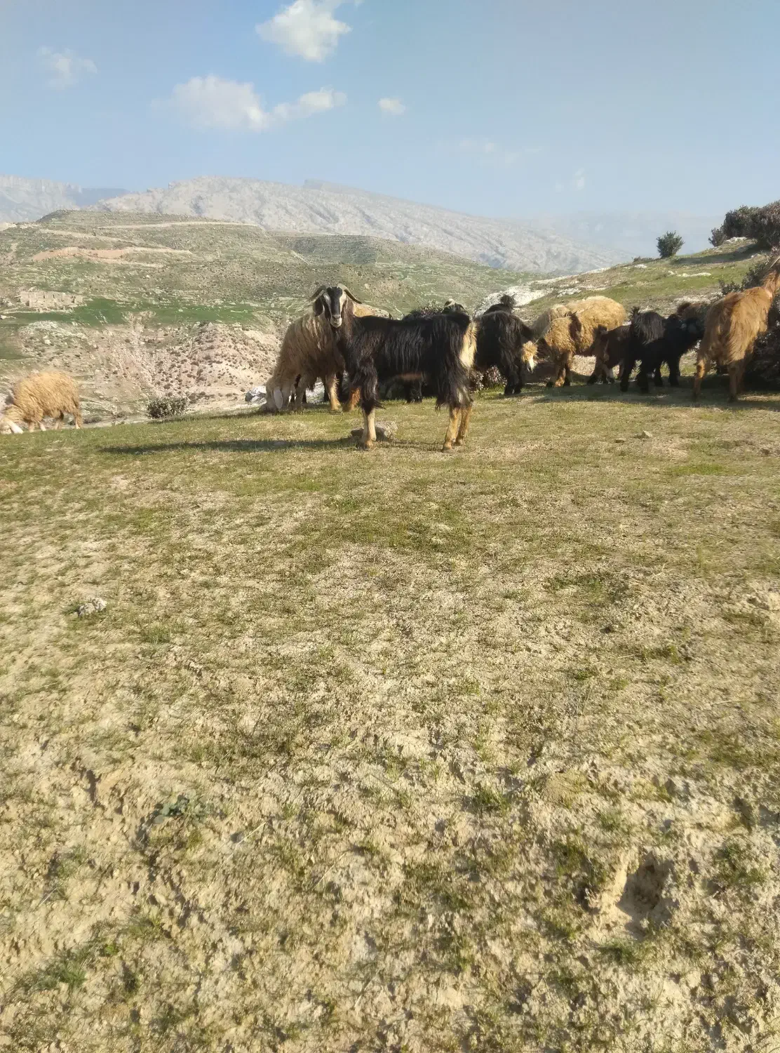 بز خشک|حیوانات مزرعه|دهدشت, |دیوار