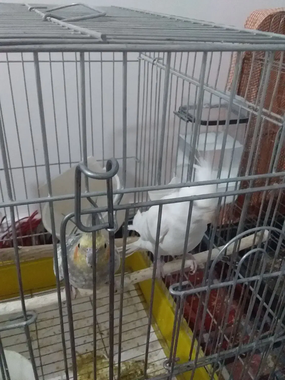 عروس هلندی|پرنده|نیر (اردبیل), |دیوار