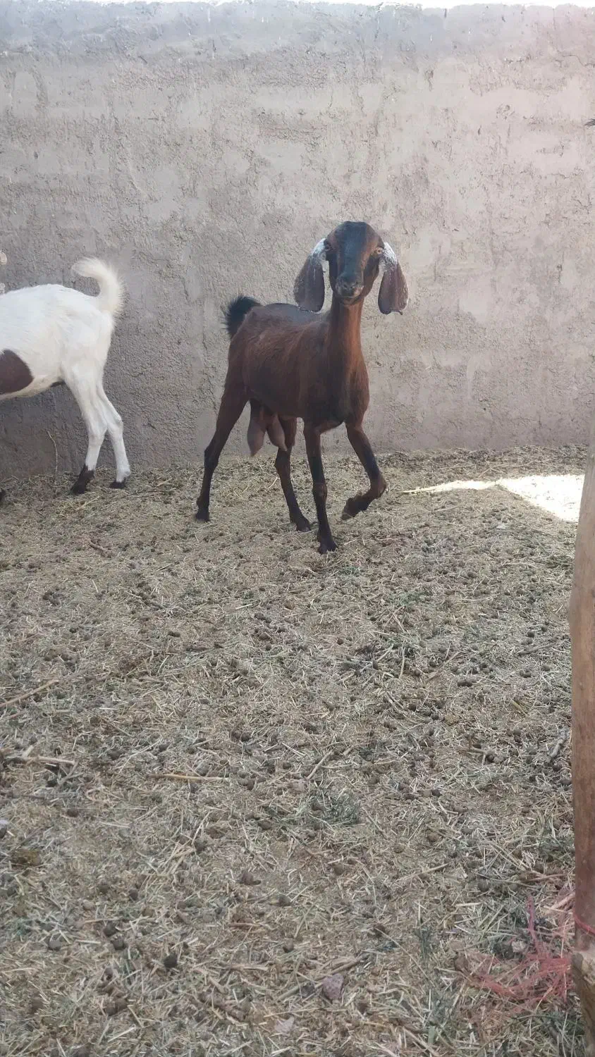 بز پاکستانی پنج آبی|حیوانات مزرعه|رفسنجان, |دیوار