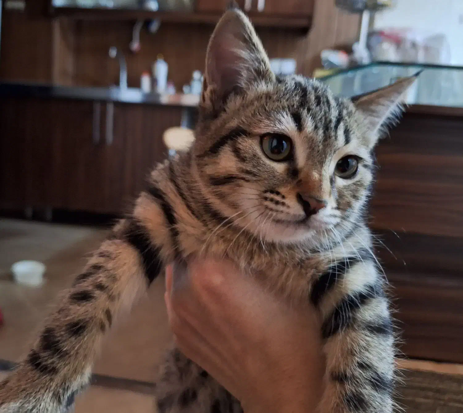 گربه ماده 3ماهه|گربه|اصفهان, سپاهان‌شهر|دیوار