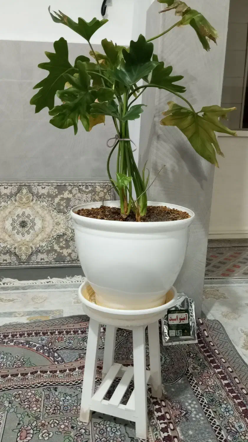 گل و گلدان وپایه|گل و گیاه طبیعی|الوند, |دیوار