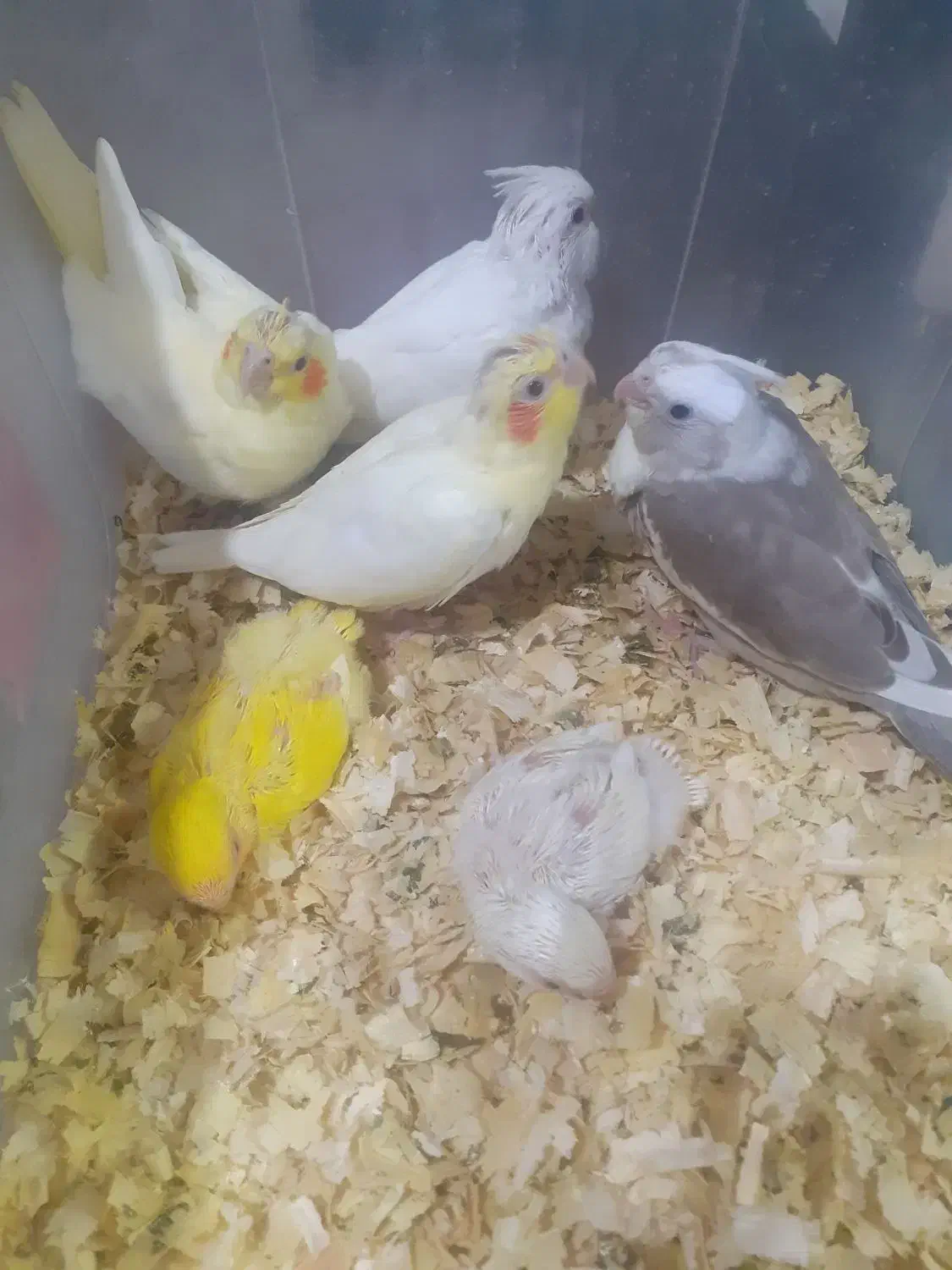 جوجه عروس و برزیلی|پرنده|کیش, |دیوار