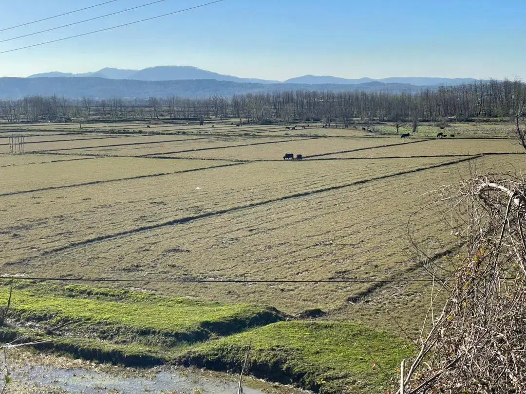 زمین کشاورزی|فروش زمین و ملک کلنگی|رشت, چله خانه|دیوار