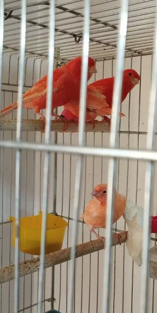 قناری نر ردفاکتور نژاد دار|پرنده|کرمان, |دیوار