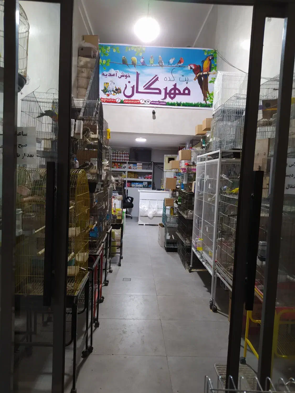 فروش انواع پرنده و ملزومات طوطی در مهرگان|پرنده|محمدیه-قزوین, |دیوار