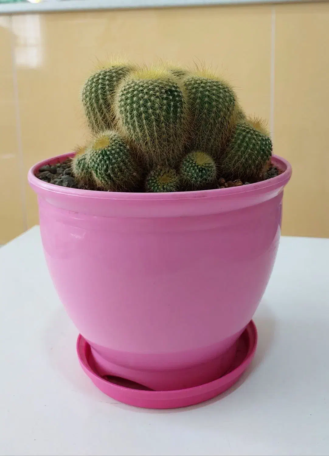 نخل ماداگاسکار|گل و گیاه طبیعی|بومهن, |دیوار