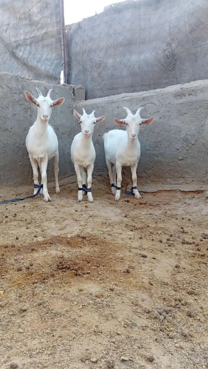 بزسانن بزغاله|حیوانات مزرعه|خواف, |دیوار