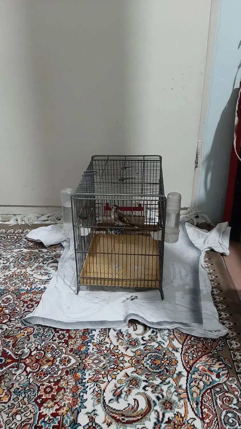 سهره سه سال قفس برای فروش|پرنده|قم, وادی السلام|دیوار