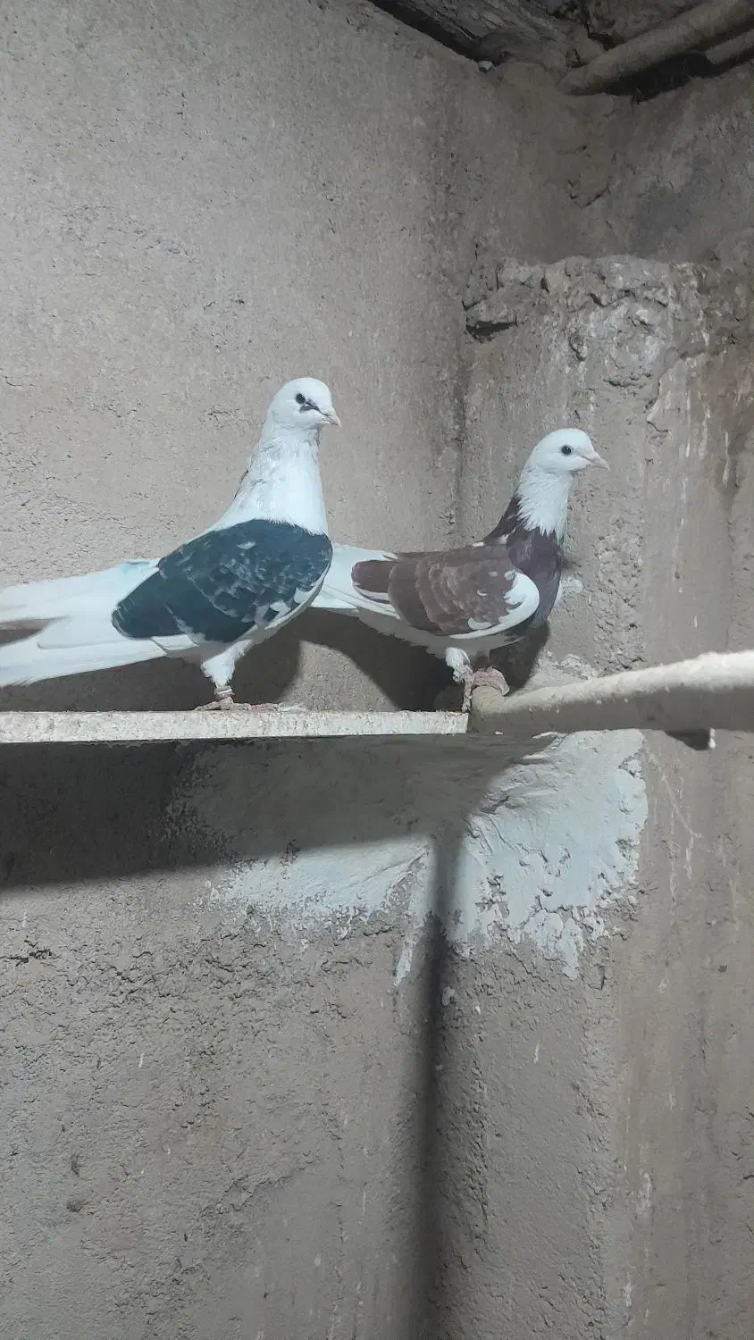 کبوتر پرشی|پرنده|رزن, |دیوار