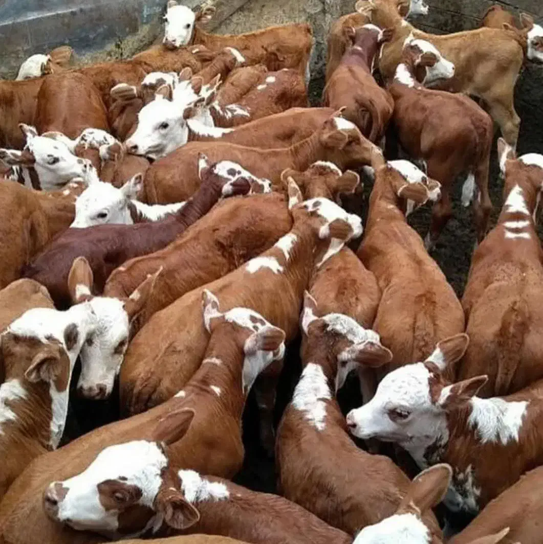 پرسودترین سیمنتالهای اصل ودرجه یک|حیوانات مزرعه|بندر ترکمن, |دیوار