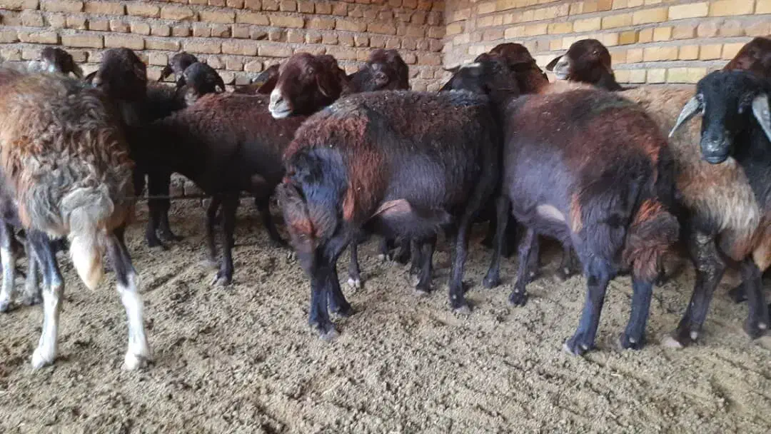 میش افشار ی|حیوانات مزرعه|رضویه, |دیوار