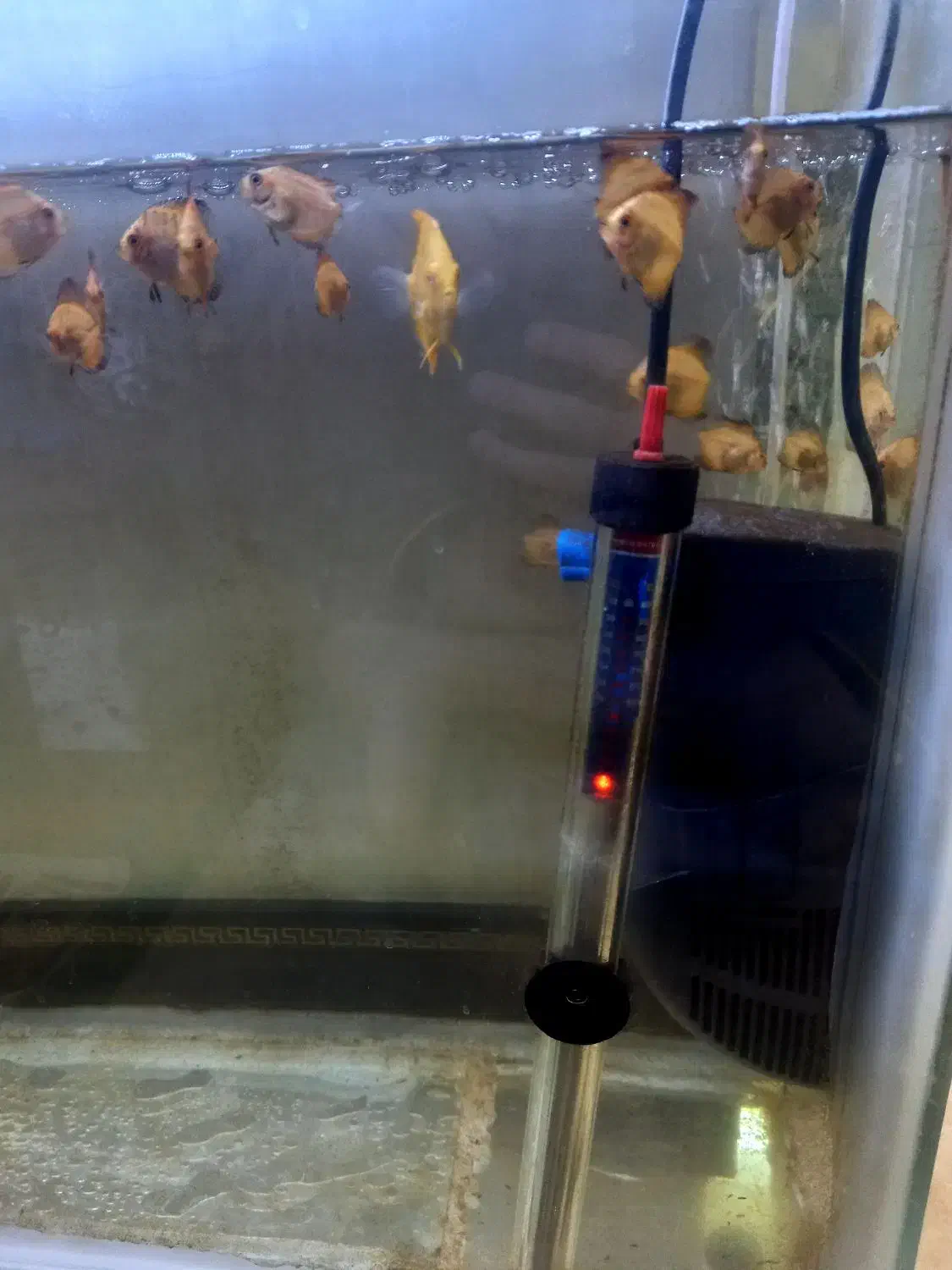 دیسکس|ماهی|شهر ری, شهادت|دیوار