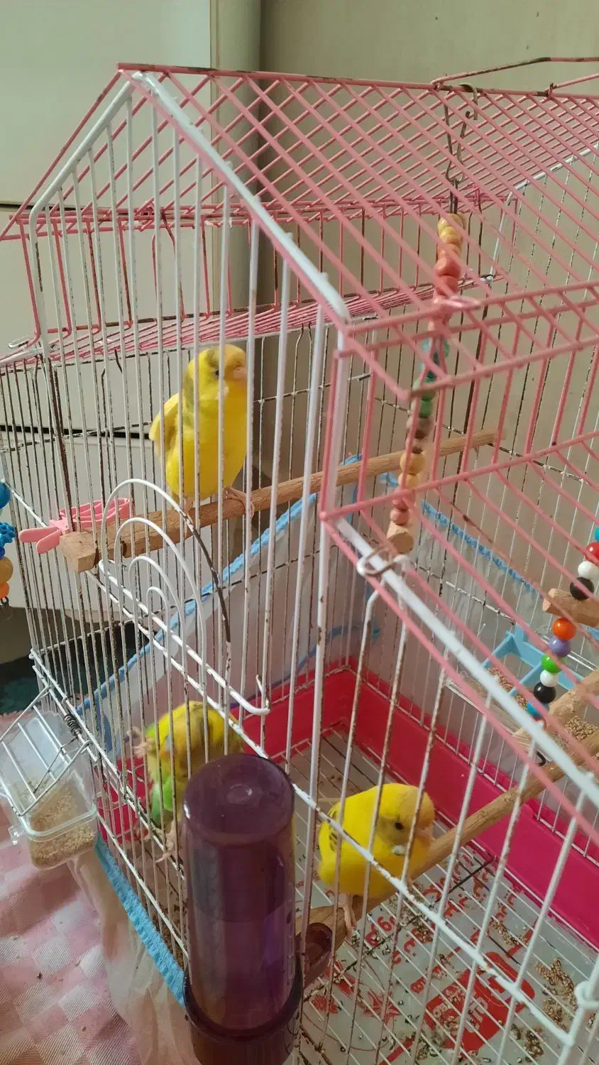 مرغ عشق رام و زیبا|پرنده|رشت, گلزاران|دیوار