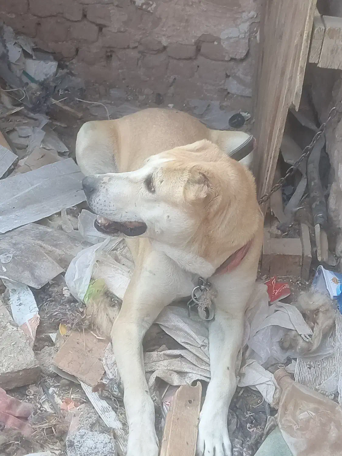 واگذاری|سگ|تربت جام, کاریز نو سفلی|دیوار