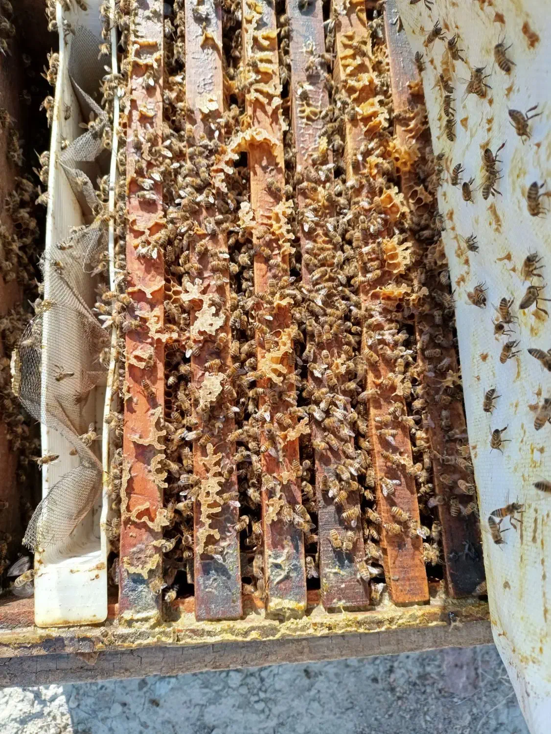 زنبورعسل‌آمریکایی|حیوانات مزرعه|مشگین شهر, |دیوار