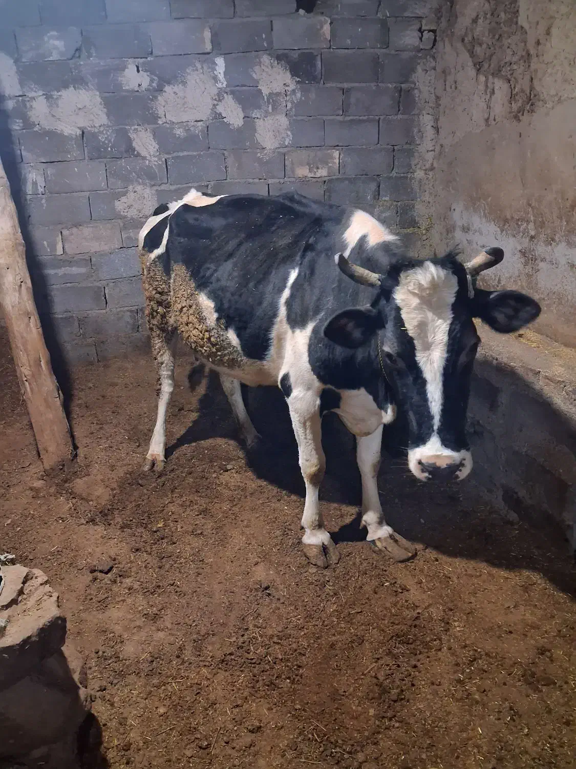 گاو|حیوانات مزرعه|قره پشتلو, |دیوار