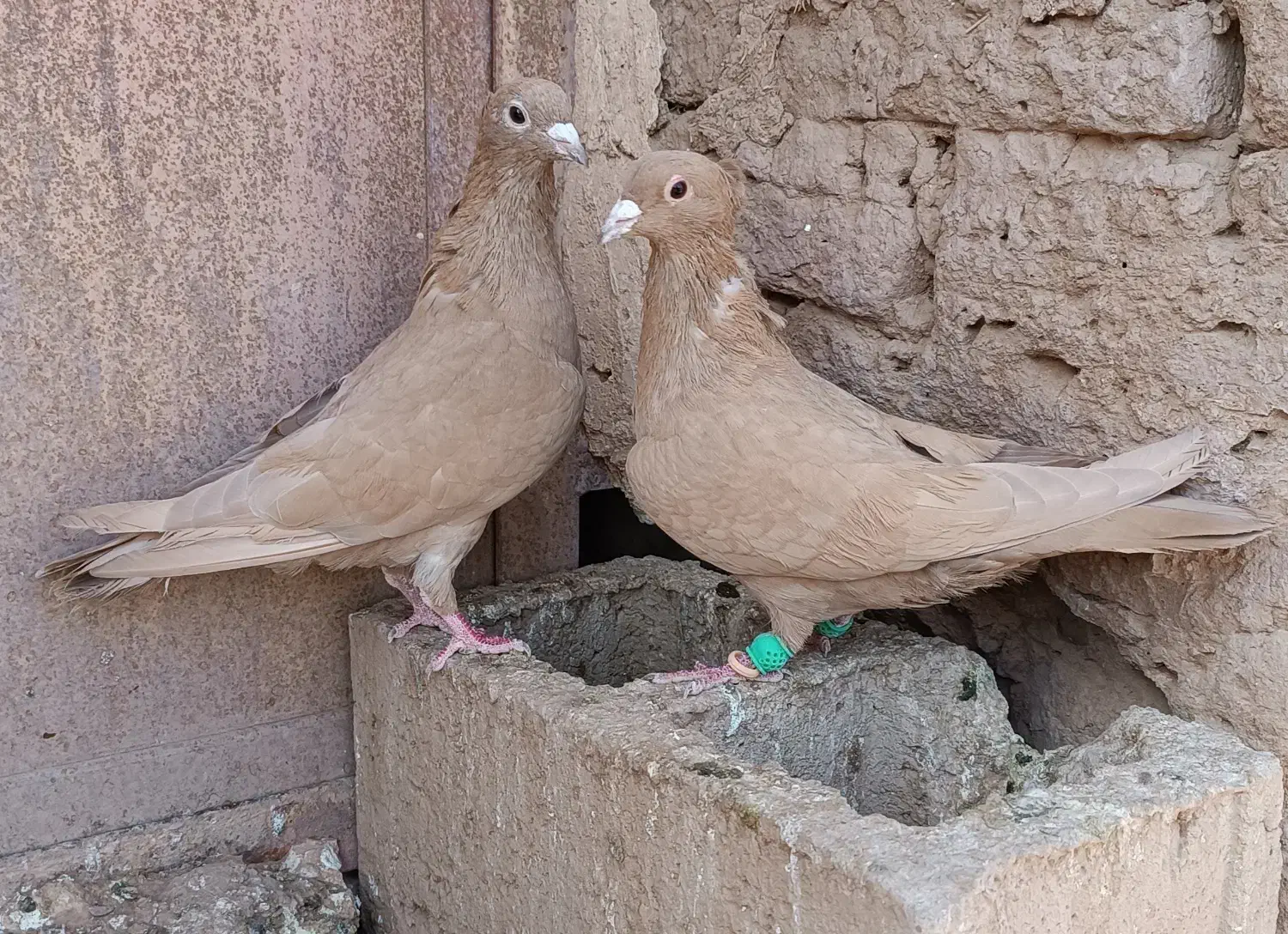 کبوتر کرمانی|پرنده|ملکآباد, |دیوار