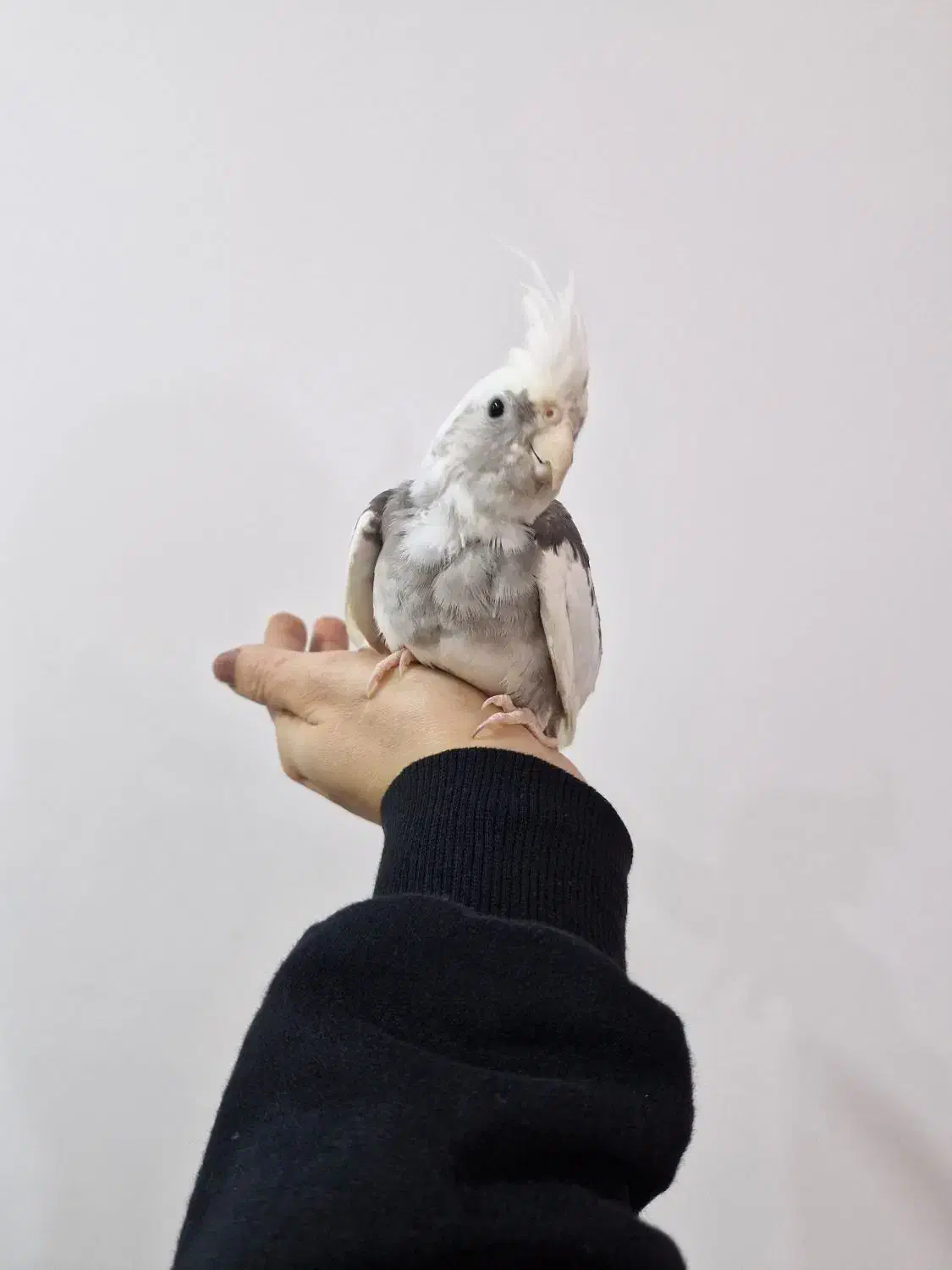 عروس وایت فیس نر ۳ ماه و نیم|پرنده|رشت, سعدی (تختی)|دیوار