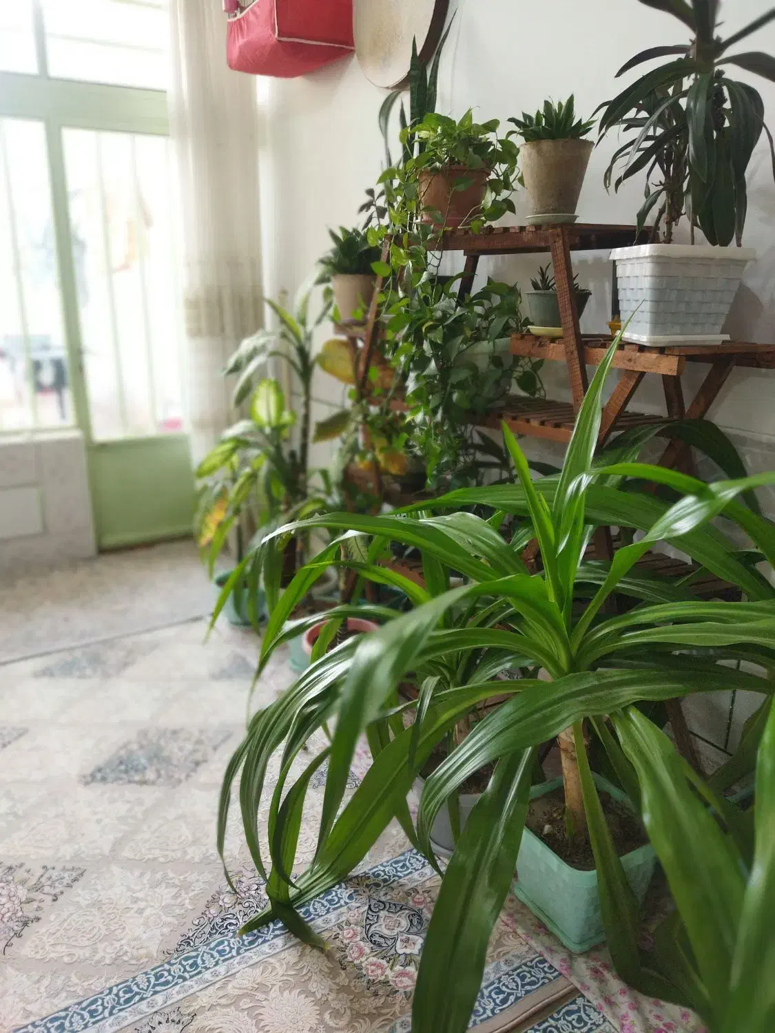 گلها همه با هم|گل و گیاه طبیعی|لنجان, |دیوار