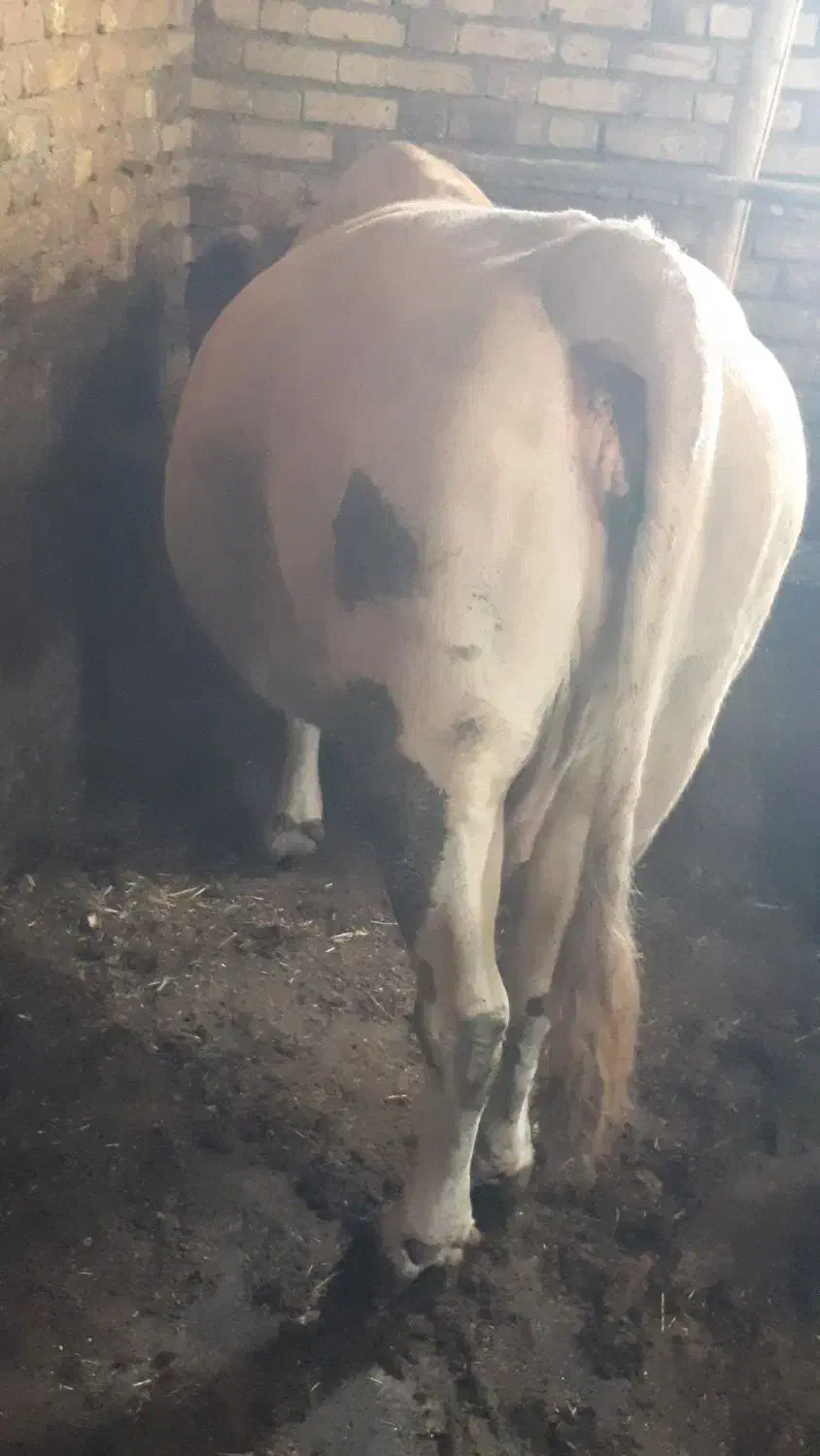 گاو|حیوانات مزرعه|سیلوانه, |دیوار