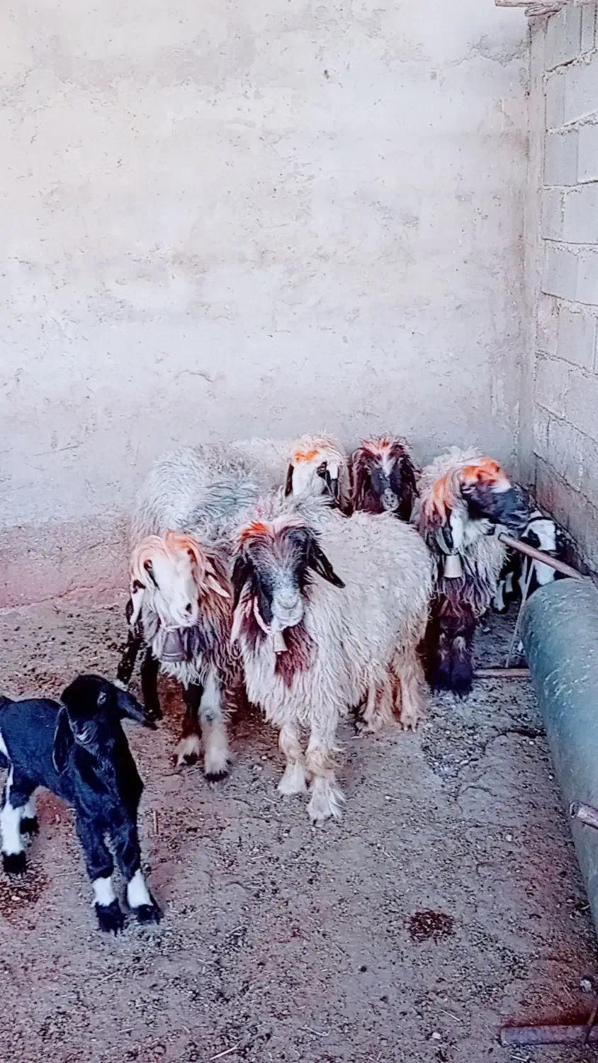 ۷میش وبره|حیوانات مزرعه|شوشتر, |دیوار