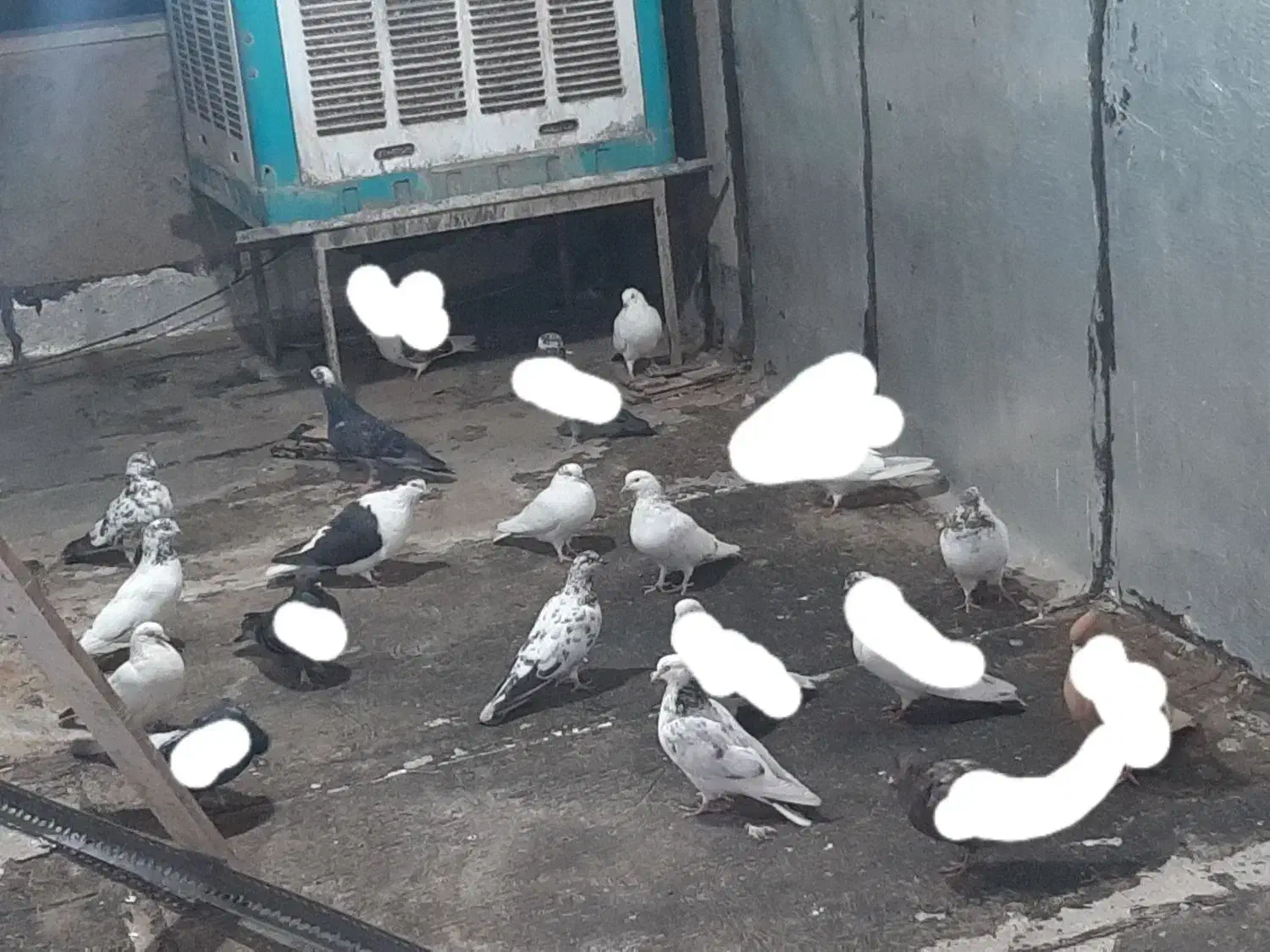 هشت،تا کفتر خوب یکجا میدم|پرنده|شهریار, شهریار|دیوار