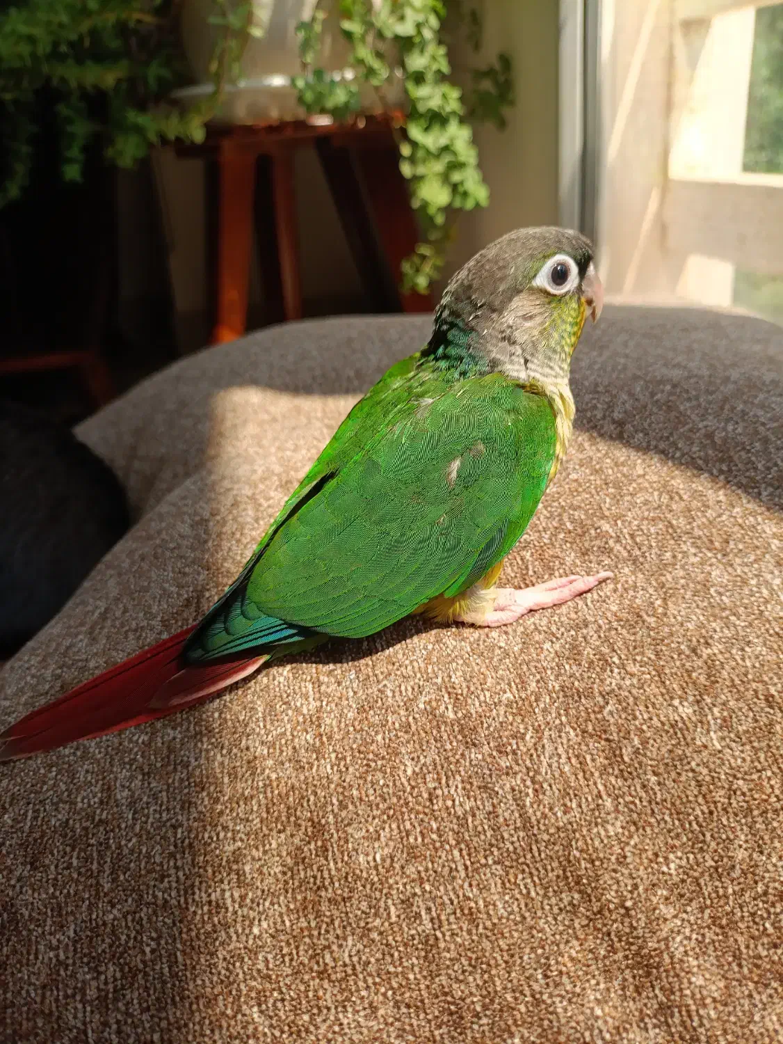 طوطی گرینچک دستی|پرنده|کیش, |دیوار