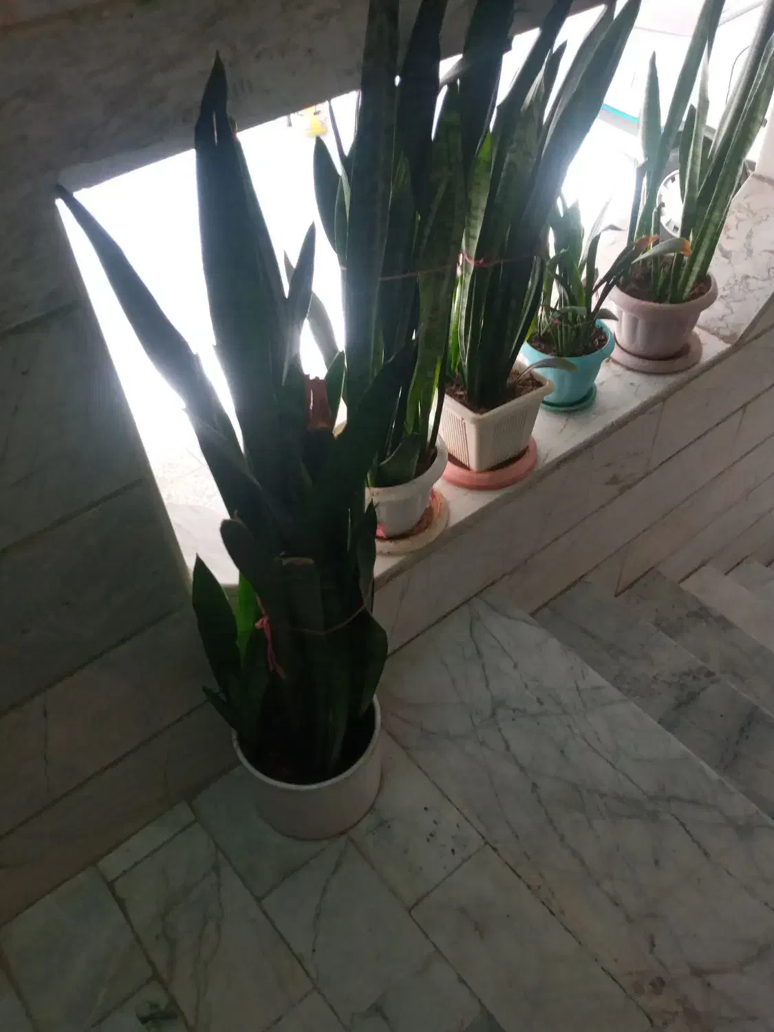 گل با گلدان|گل و گیاه طبیعی|قزوین, |دیوار