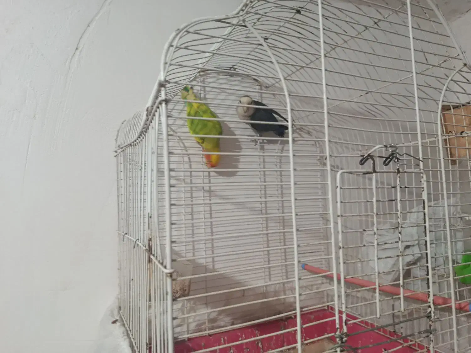 پرنده های زینتی|پرنده|شفت, |دیوار