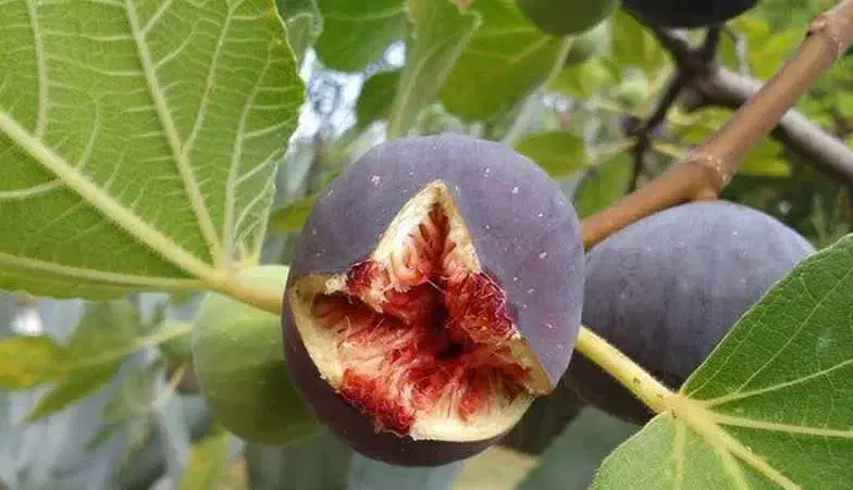 پیشفروش نهال انجیر یزدی|خدمات باغبانی و درختکاری|بابا حیدر, |دیوار