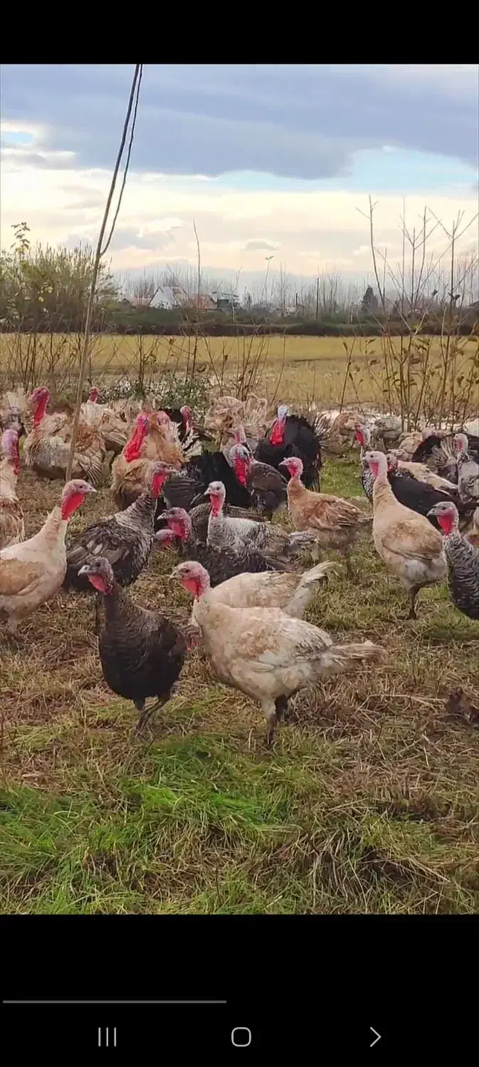 نطفه دار اردک و بوقلمون|حیوانات مزرعه|سنگر, |دیوار