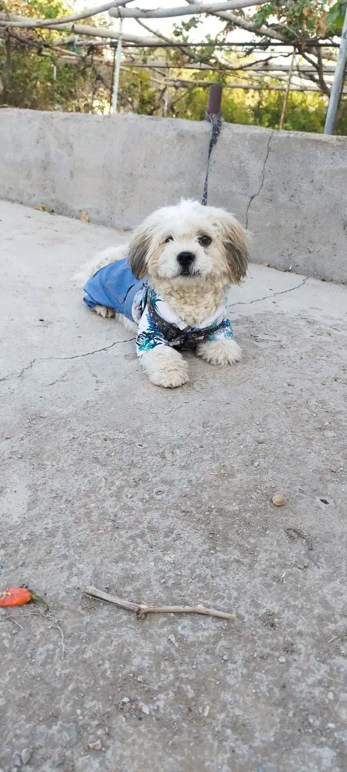 سگ مالتیز|سگ|گناباد, |دیوار