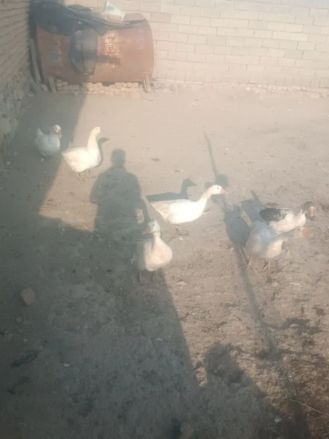 قوغاز|حیوانات مزرعه|سلماس, |دیوار