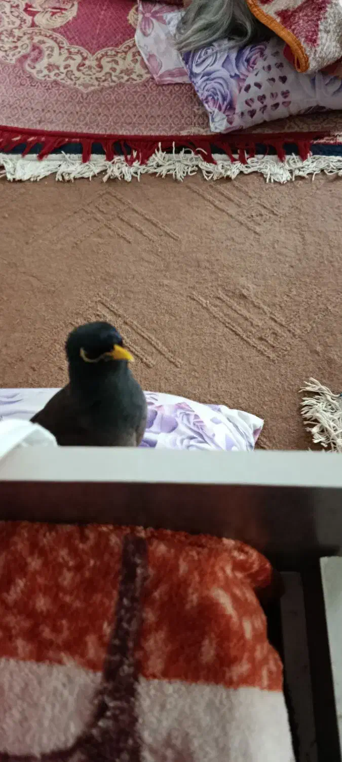 گم شدن مرغ مینا|پرنده|اصفهان, خواجه عمید|دیوار