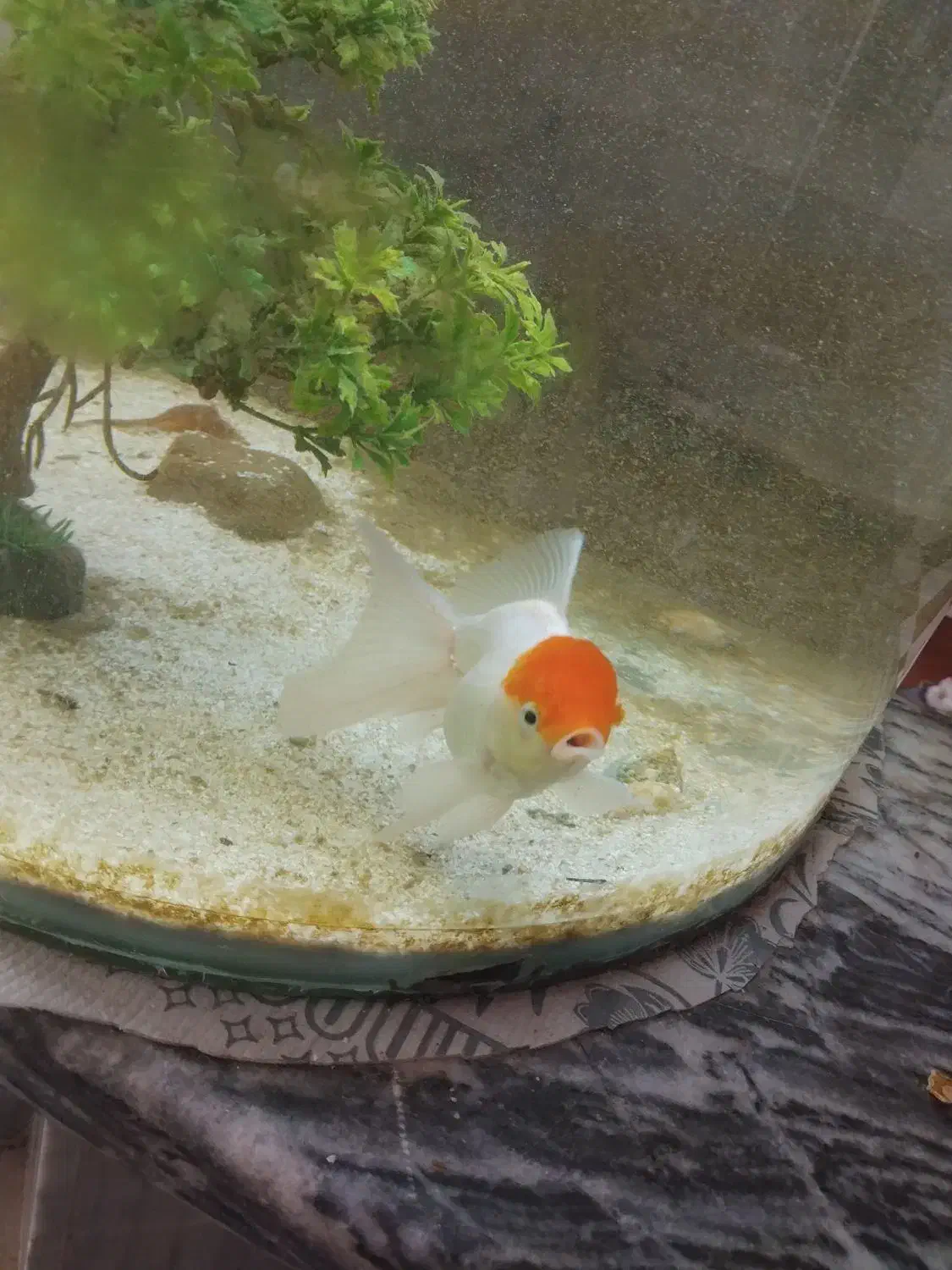 ماهی گلدفیش|ماهی|اسلامآباد غرب, |دیوار