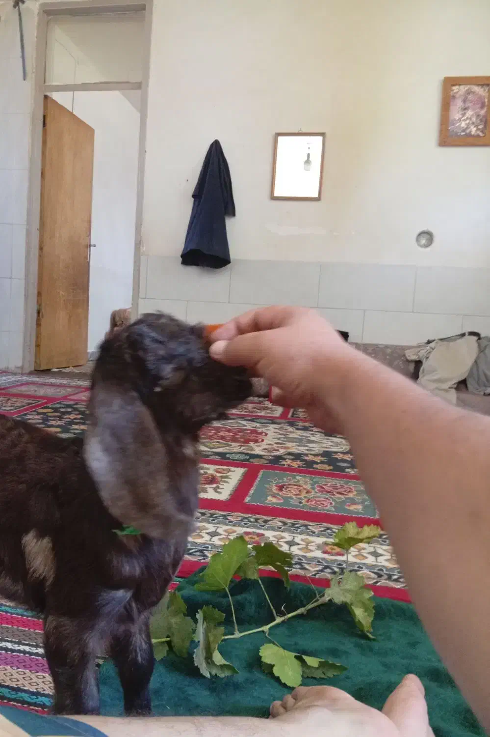 فروش هشت راس کهره دو رگ سانن با کیفیت|حیوانات مزرعه|اقلید, |دیوار