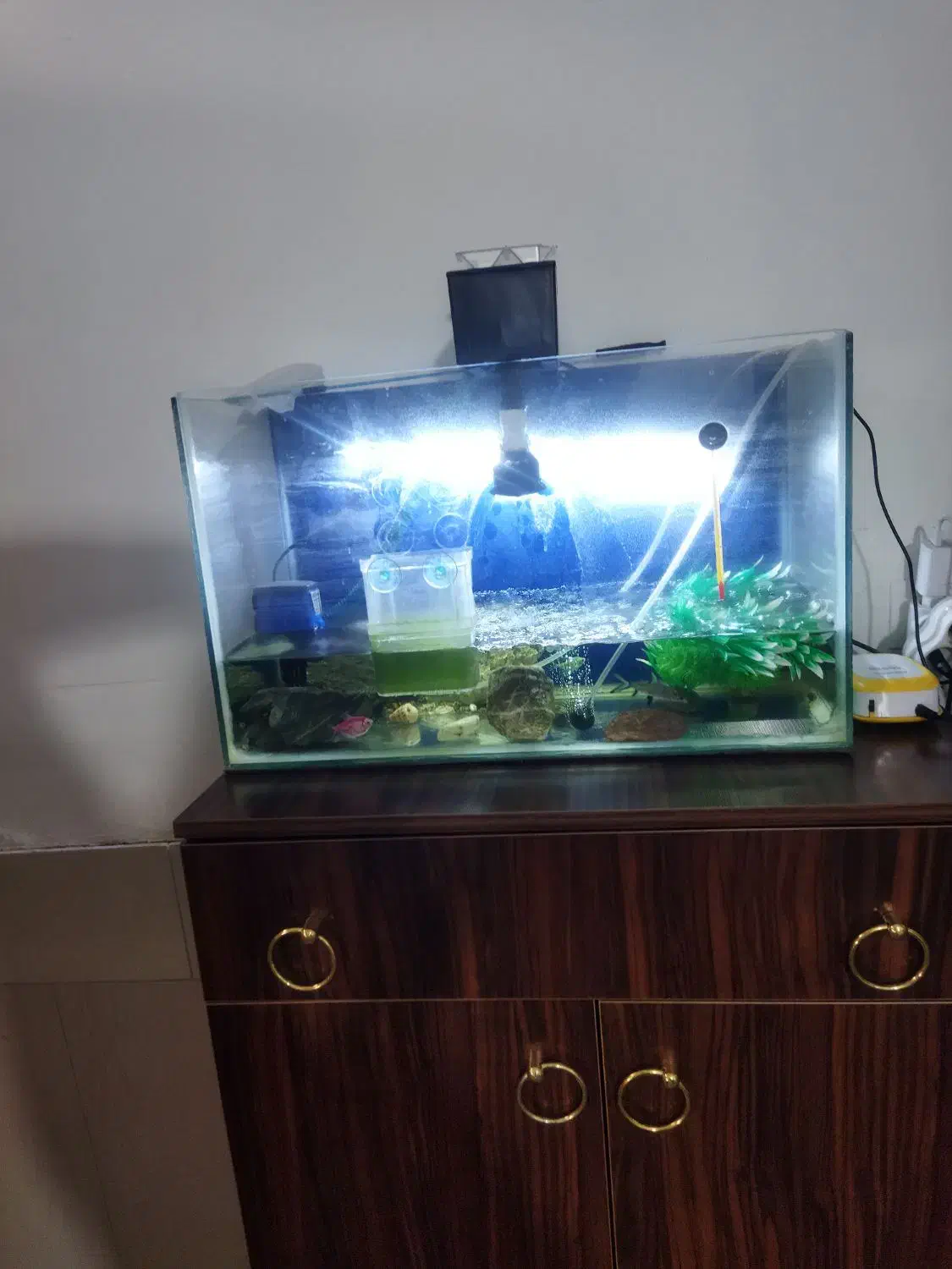 آکواریوم|ماهی|قم, زند آباد|دیوار