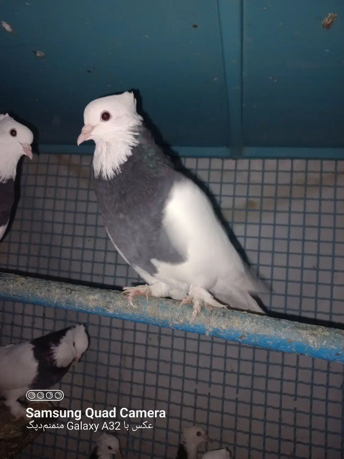 کبوتر طوقی ،یهودی ،افغان و طوطی برزیلی|پرنده|پاکدشت, خاتون آباد|دیوار