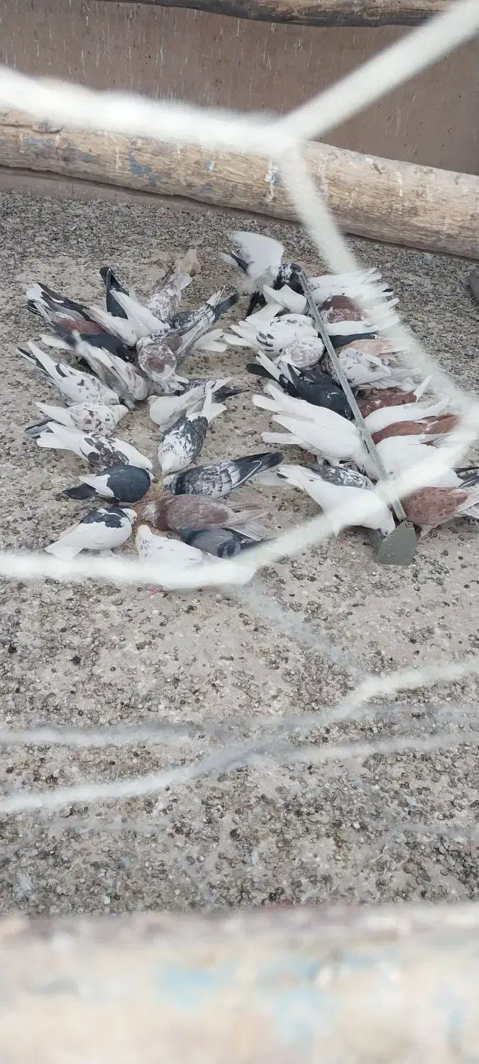 کبوتر پرشی ورنگ تیرماهی ۶۰ عدد|پرنده|ساروق, |دیوار