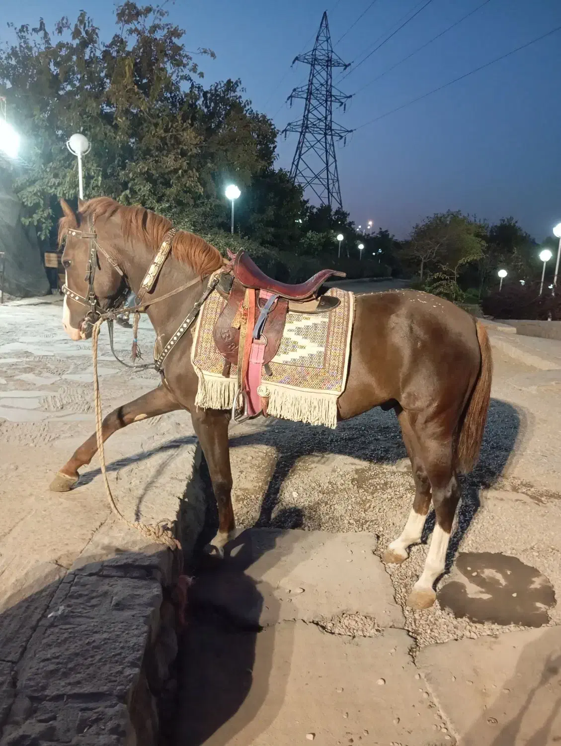 اسب سواری  عکاسی با اسب و محیط|اسب و تجهیزات اسب‌سواری|مشهد, کوه سنگی|دیوار