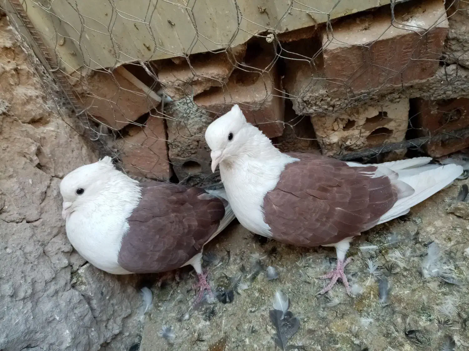 کبوتر نروماده اطراف زرند|پرنده|کرمان, |دیوار