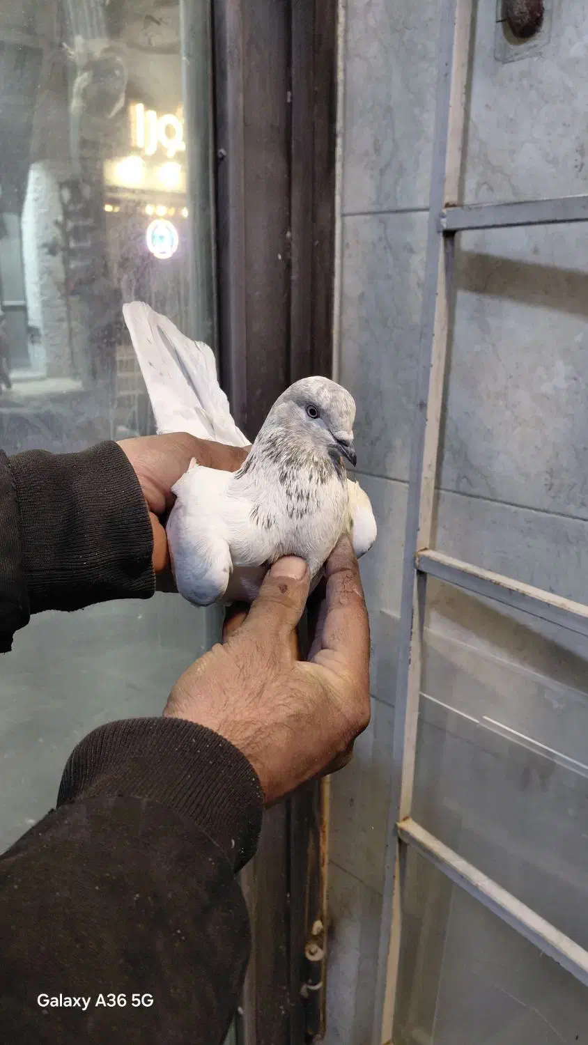 کفتر کبوتر|پرنده|بومهن, |دیوار