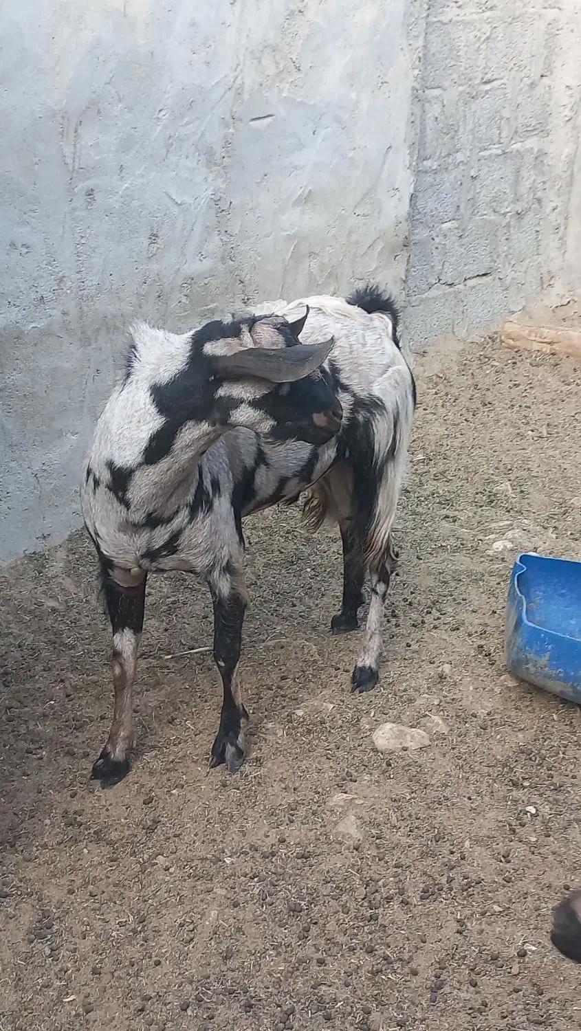 نری|حیوانات مزرعه|خمیر, |دیوار